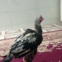 مرغ اصل لاری