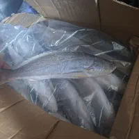 ماهی شوریده