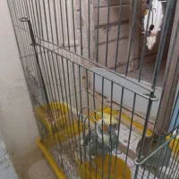 جفت نرو ماده عروس هلندی