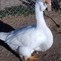 جوجه قوغاز خالماگری