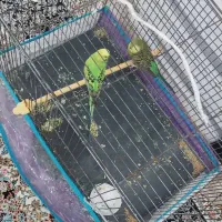 مرغ عشق نر نیم انگلیسی ماده نیم هلندی|پرنده|نقده, |دیوار