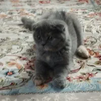 اسکاتلیش دبل فولد هفت ماهه بسیار اروم و مهربان|گربه|تهران, آبشار|دیوار