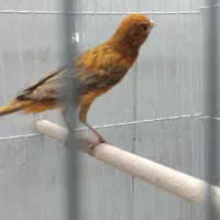 ۲ عدد قناری‌|پرنده|شیراز, شهرک قمشه|دیوار