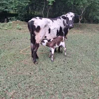 گاو نیمه دورگ پرشیربهمراه ی گوساله ۱۰ روزه