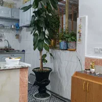 گل تزیینی طبیعی