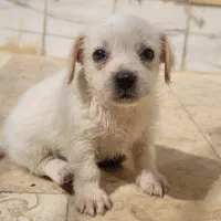 توله سگ پا کوتاه|سگ|اصفهان, شهرک کاوه|دیوار