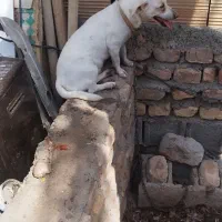 سلام سگ ماده