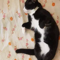 واگذاری گربه نژاد تاکسیدو|گربه|اهواز, بیست متری شهرداری|دیوار