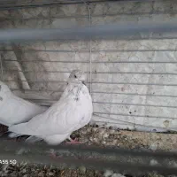 کبوتر پرشی، به شرط|پرنده|قم, حنیف نژاد|دیوار