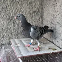جوجه کبوتر مسافتی