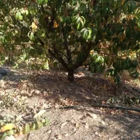 انجام کلیه ی کارهای باغ و باغچه|خدمات باغبانی و درختکاری|بروجرد, |دیوار