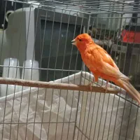 قناری سوپر قرمز|پرنده|تبریز, |دیوار