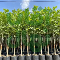 نهال انجیر استهبان شاه‌رقم خشکبار ایران|خدمات باغبانی و درختکاری|قم, میرزائیه|دیوار