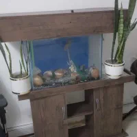 آکواریوم با پایه ام دی اف کاملا سالم|ماهی|ری, شهرری|دیوار