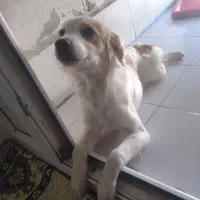 واگذاری رایگان نیست