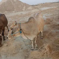 حراج  دو گاو شیری خوب