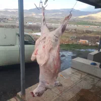 گوسفندگوشتی کاور نر ماده همراه باقصاب
