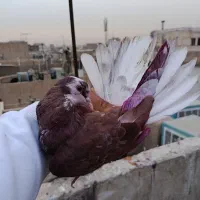 کفتر پرشی|پرنده|تهران, جیحون|دیوار