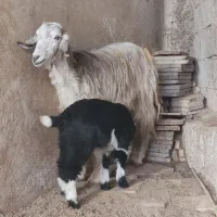 3بز، کهره دار با کهره نر ماده ،تیستربزهل