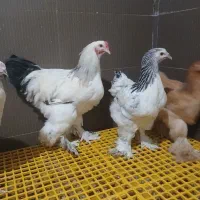 جوجه و نیمچه برهما دم تخم اصیل|حیوانات مزرعه|پیشوا, |دیوار