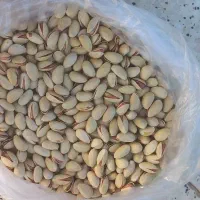 پسته احمد اقایی