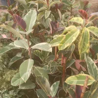 گل زینتی دونه ۱۲۰هزارحراج|گل و گیاه طبیعی|خمینی‌شهر, |دیوار