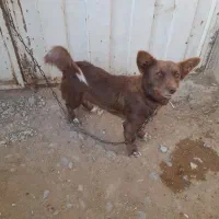 سگ پاکوتاه زرنگ