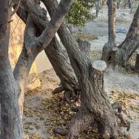 فروش چوب خشک درخت|خدمات باغبانی و درختکاری|شهریار, رزکان|دیوار