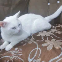 گربه پرشین میکس|گربه|ایلام, |دیوار