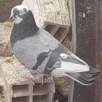 یه جفت شازده سبز نر ماده