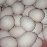 تخم اردک تازه