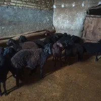 بره نر دشتی|حیوانات مزرعه|سجاس رود, |دیوار