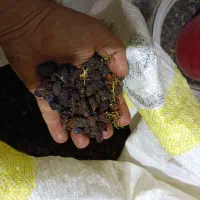 کشمش|خوردنی و آشامیدنی|ساوه, |دیوار