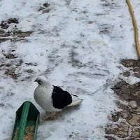 کبوتر پاپری|حراج|قوچان, |دیوار