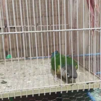 گرینچک.عروس هلندی.مرغ عشق.قفس|پرنده|زابل, |دیوار