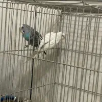 سه جفت مرغ عشق|پرنده|خمینی‌شهر, |دیوار