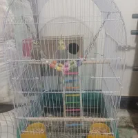 یک جفت عروس هلندی نر و ماده ۴ میلیون