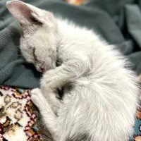 کمک برای بچه گربه