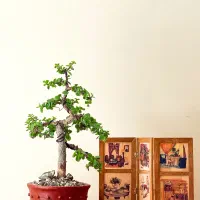 بونسای مینیاتور