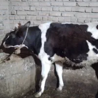 گوساله سمینتال