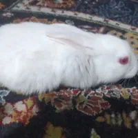 بچه خرگوش همین امشب