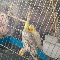 عروس هلندی نروماده