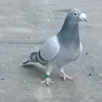 کبوتر مسافتی آلمانی|پرنده|مشهد, قائم|دیوار