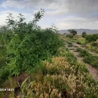 فروش-باغ-2000-متری-با-درخت-مثمر