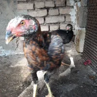 جوجه لاری