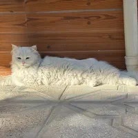 گربه گم شده|حیوانات|بجنورد, |دیوار