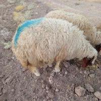 بره پروارچاق از40کیلوتا55کیلو