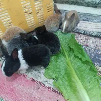 خرگوش|موش و خرگوش|مشهد, نظام دوست|دیوار