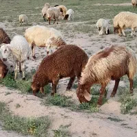 میش زایده گوسفند