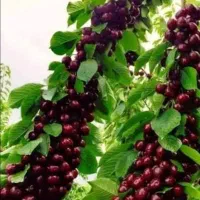 گیلاس|خدمات باغبانی و درختکاری|بجنورد, |دیوار